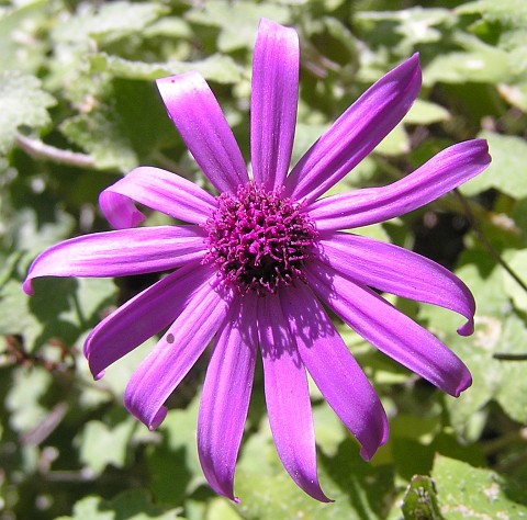 Capítulo de Pericallis lanata