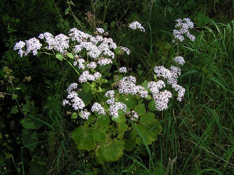 Pericallis papyracea