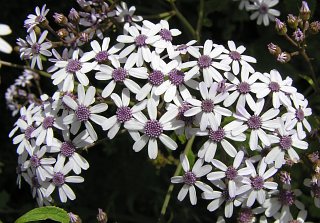 Capítulos de Pericallis papyracea