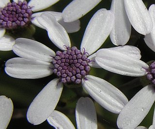 Capítulo de Pericallis papyracea