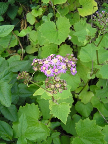 Pericallis steetzii