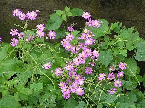 Pericallis tussilaginis