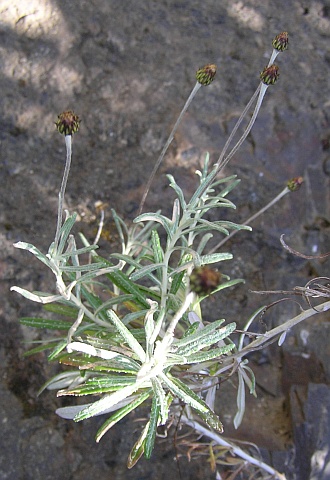 Phagnalon purpurascens