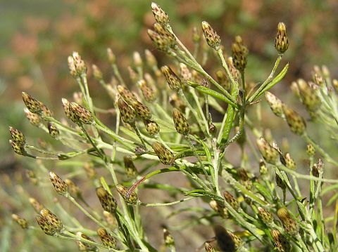 Phagnalon umbelliforme