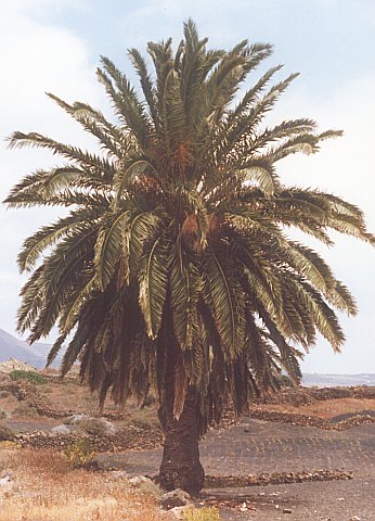 Phoenix canariensis