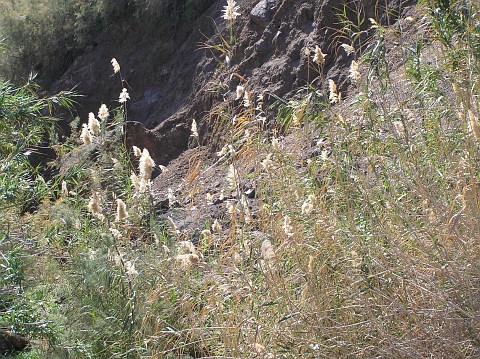 Phragmites australis