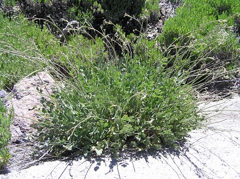 Pimpinella cumbrae