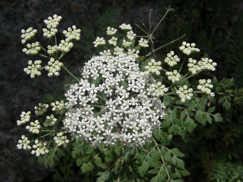 Inflorescencias de Pimpinella junoniae
