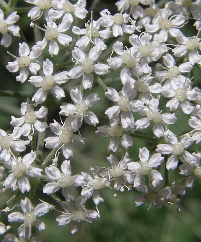 Flores de Pimpinella junoniae