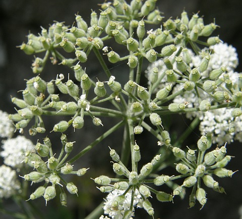 Frutos de Pimpinella junoniae