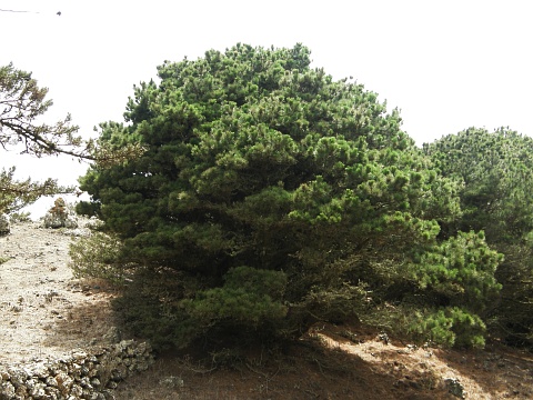 Pinus radiata