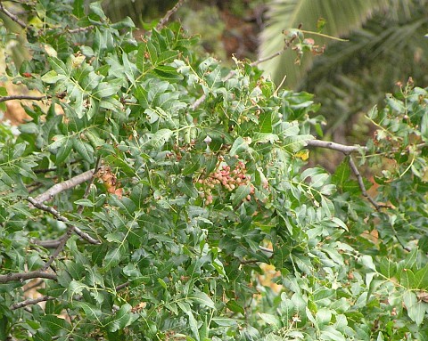 Pistacia atlantica