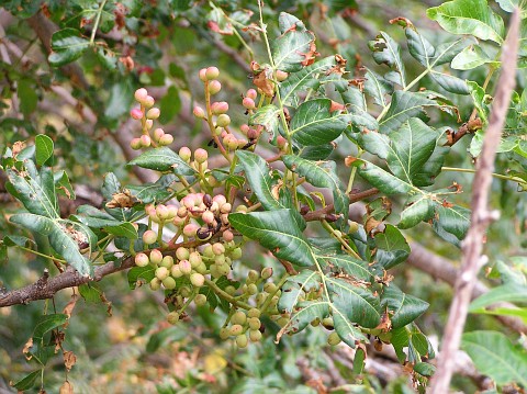 Pistacia atlantica