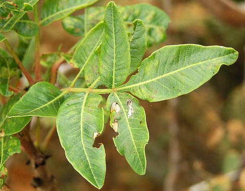 Hojas de Pistacia atlantica