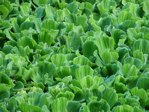 Pistia stratiotes