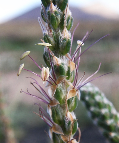 Plantago albicans