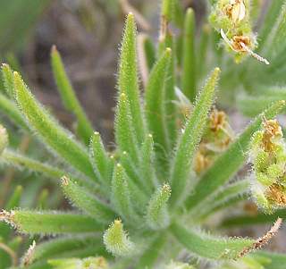 Hojas de Plantago arborescens