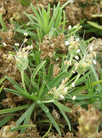 Plantago famarae