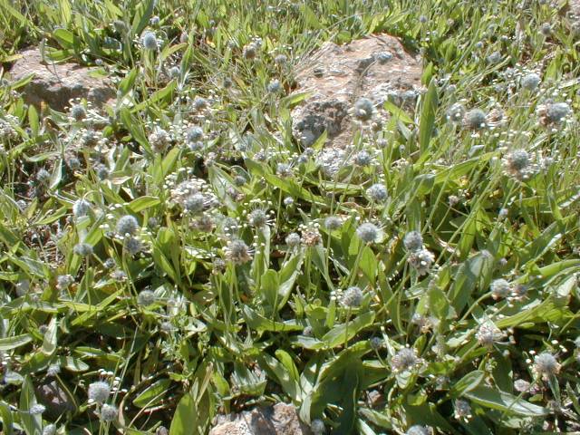 Plantago lagopus