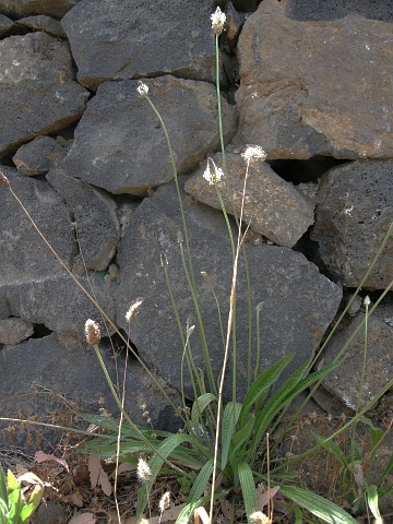 Plantago lanceolata