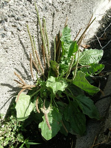 Plantago major