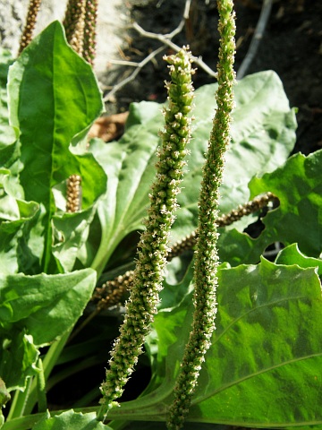 Inflorescencia de Plantago major