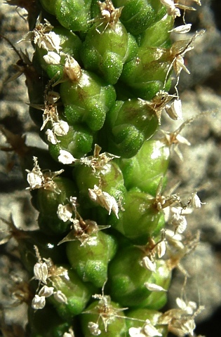 Flores de Plantago major