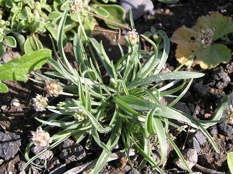 plantago_ovata.jpg