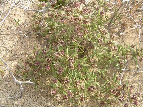 Plantago phaeostoma