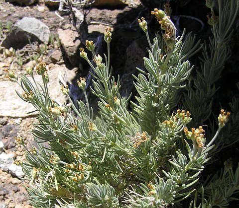 Plantago webbii