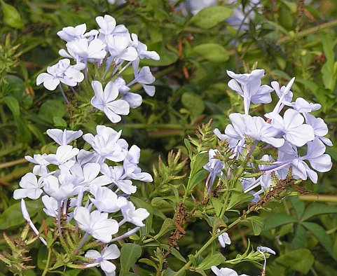 Plumbago auriculata