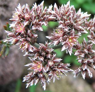 Flores de Polycarpaea aristata