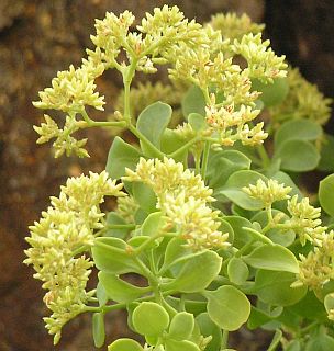 Flores de Polycarpaea carnosa