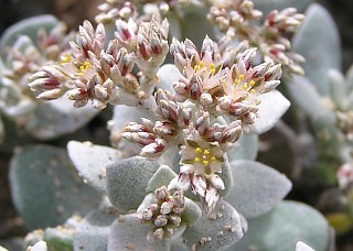 Flores de Polycarpaea nivea