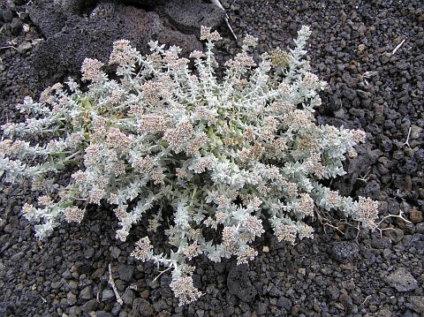 Polycarpaea robusta