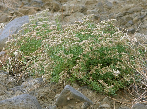 Polycarpaea smithii