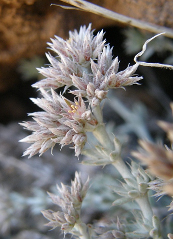 Polycarpaea tenuis