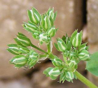 Flores de Polycarpon tetraphyllum ssp. diphyllum