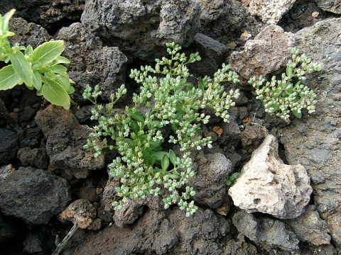 Polycarpon tetraphyllum ssp. diphyllum