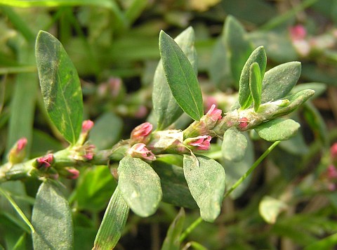 Polygonum aviculare