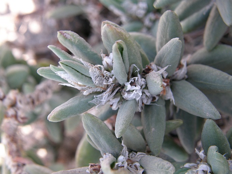 Polygonum balansae