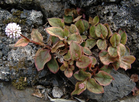 Polygonum capitatum