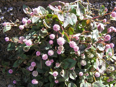 Polygonum capitatum