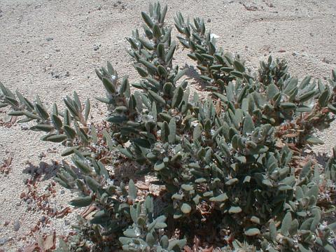 Polygonum maritimum