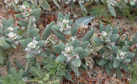 Polygonum
          maritimum