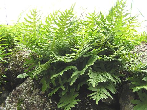 Polypodium
            macaronesicum