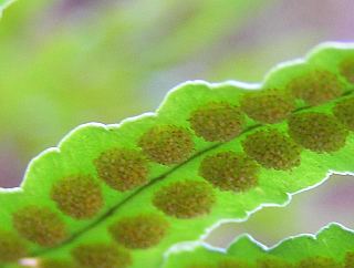 Soros de
              Polypodium macaronesicum