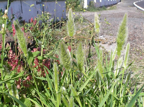 Polypogon monspeliensis