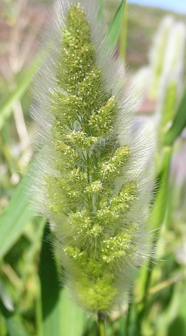 Panícula de Polypogon monspeliensis