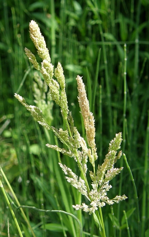 Polypogon viridis